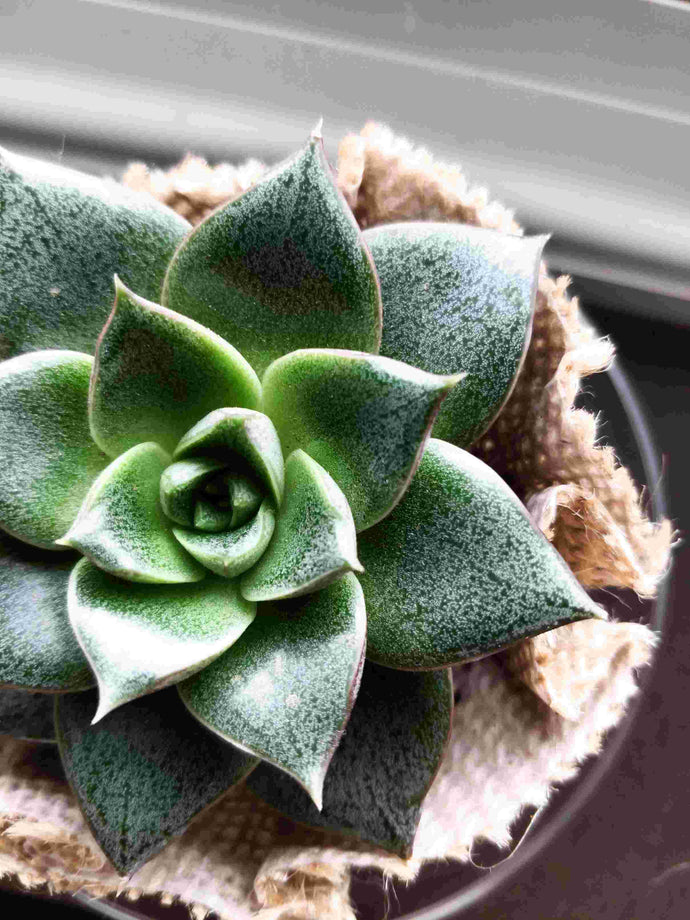 4 Tips to Cultivate Succulents