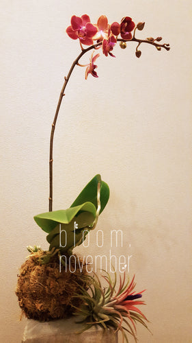 bouquet flower bloom november